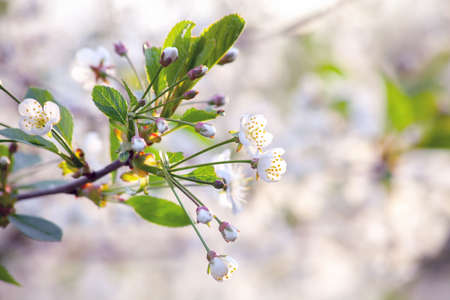 A cherry blossom on a blurred background. Branch