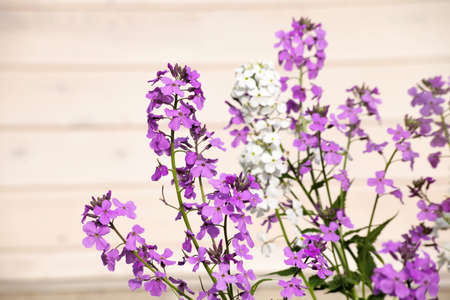 Lilac flowers blooming on a wood backgroundの写真素材