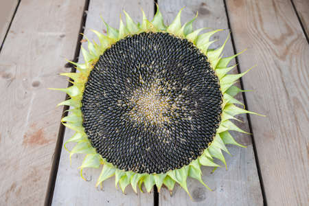 Sunflower ripe head on wooden backgroundの写真素材