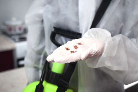 Treatment against cockroaches. After disinfection, dead insects were collected.