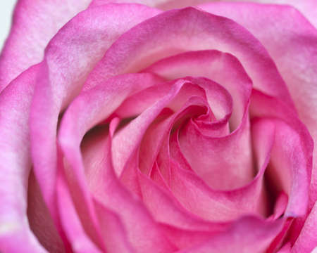 close-up of fresh pink rose flower の写真素材