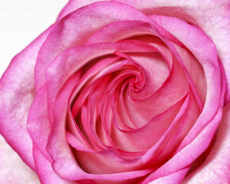 close-up of fresh pink rose flower の写真素材
