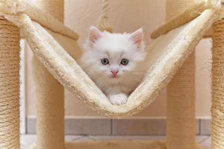 Cat, kitten, cat house, cat treeの写真素材