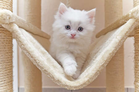 Cat, kitten, cat house, cat treeの写真素材
