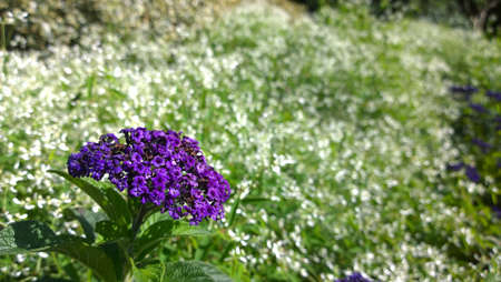 Natural colorful attractive bright and full of life, blossom and smell sunshine summer flower in field or park camomile dandelionの写真素材