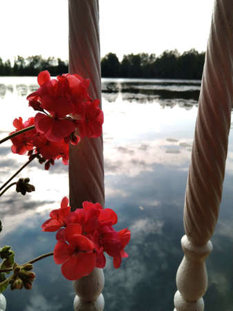 Natural colorful attractive bright and full of life, blossom and smell sunshine summer flower near the waterの写真素材