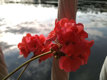 Natural colorful attractive bright and full of life, blossom and smell sunshine summer flower near the waterの写真素材