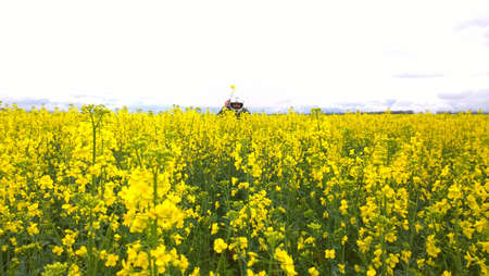 Natural colorful attractive bright and full of life, blossom and smell sunshine summer flower...