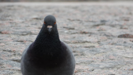 Pigeon on the walk or dancing near female pigeon or eating together in the city parkの写真素材