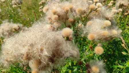 Moscow state botanical garden of unique flowers and plants Aptekarsky ogorod Drugshop Gardenの写真素材