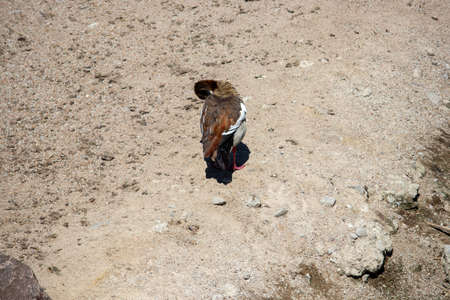 Omaha, Nebraska US, July 10, 2019 Omaha Henry Doorly Zoo  Kids and Family's Having a Fun day at the Zoのeditorial素材