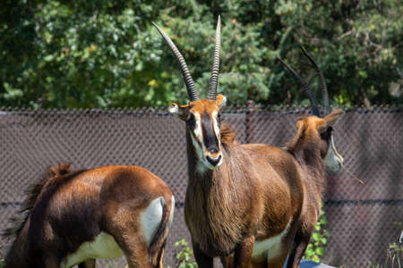 Omaha, Nebraska US, July 10, 2019 Omaha Henry Doorly Zoo  Kids and Family's Having a Fun day at the Zooのeditorial素材