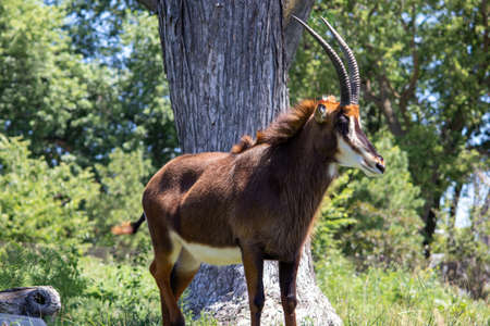 Omaha, Nebraska US, July 10, 2019 Omaha Henry Doorly Zoo  Kids and Family's Having a Fun day at the Zooのeditorial素材