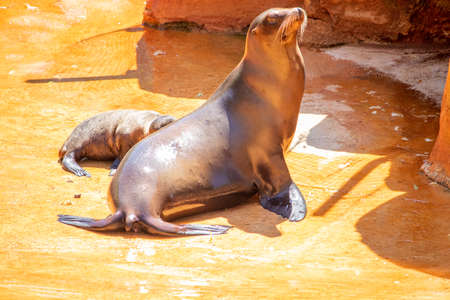 Omaha, Nebraska US, July 10, 2019 Omaha Henry Doorly Zoo  Kids and Family's Having a Fun day at the Zooのeditorial素材