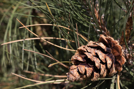 Side Angle view of pine cone on tree branch . High quality photoの写真素材