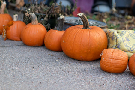 Line of different shape and sized pumpkins . High quality photoの写真素材