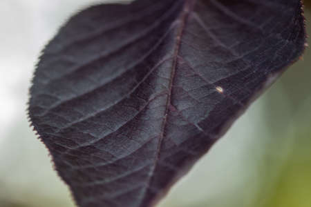 Close up of Purple leaf on a Redbud tree in Kansas.
