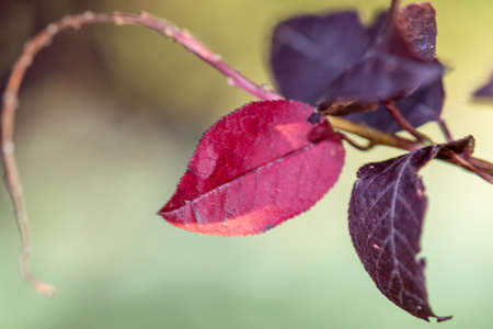 Close up of Purple leafs on a Redbud tree in Kansas. High quality photoの写真素材