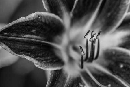 Close up of full blooming daylilies in black and whiteの写真素材
