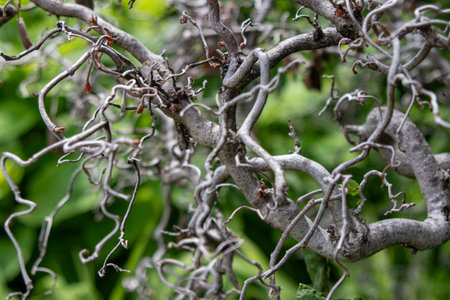 Side view of Close up Cork Screw branches on a tree . High quality photoの写真素材
