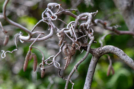 Close up Cork Screw branches on a tree . High quality photoの写真素材