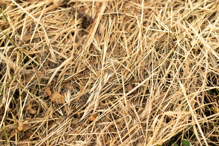 Dry grass close up view Texture brown color . High quality photoの写真素材