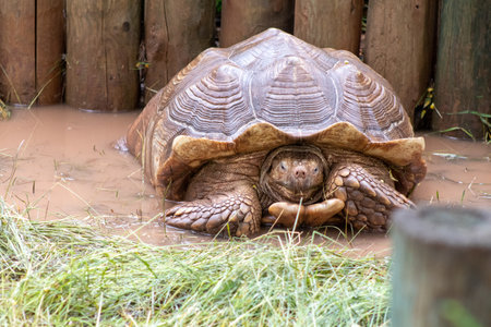 Close up of giant tortoise At The Reptile Gardens Tortuga Falls Rapid City South Dakota . High...