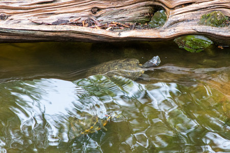 Turtles exhibit in water at Reptile Garden Tortuga Falls Rapid City South Dakota . High quality...