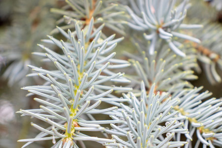 Background close uo of fur needles Christmas scene. High quality photoの写真素材