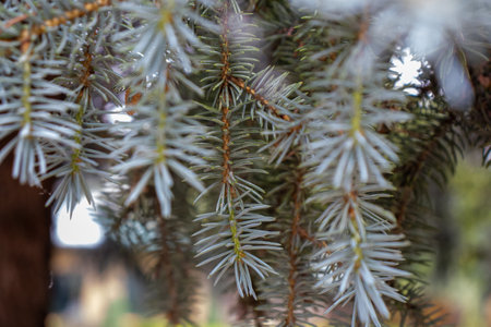 Background close uo of fur needles Christmas scene. High quality photoの写真素材