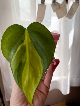 Philodendron brasil plant leaf close up green and yellow. High quality photoの写真素材