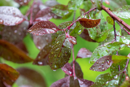 Red, brown and green festive fall background . High quality photoの写真素材