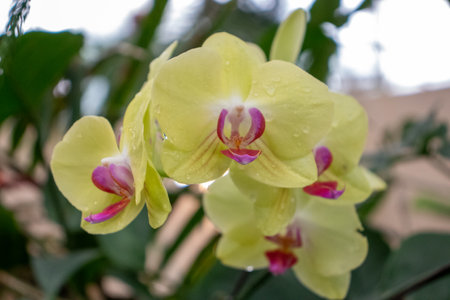 Bright Yellow and pink Orchids up close . High quality photoの写真素材