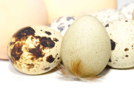 Quail eggs isolated on white background