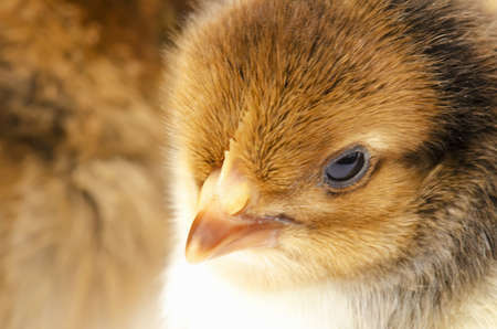 Portrait of a nestling chicken close-upの写真素材