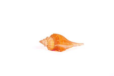 Seashells Isolated With Paths