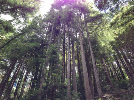 Tall pine trees 
