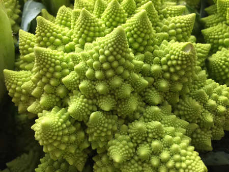 Green sea-like vegetablesの素材