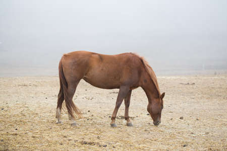 One brown horse grazing in winterの写真素材