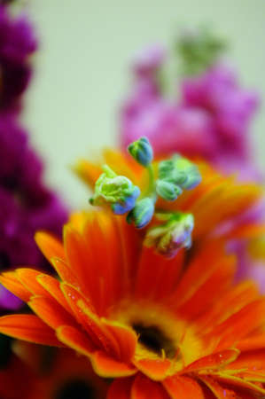Yellow gerbera 