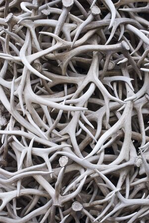 Elk antlers discarded in Jackson Hole, Wyomingの写真素材