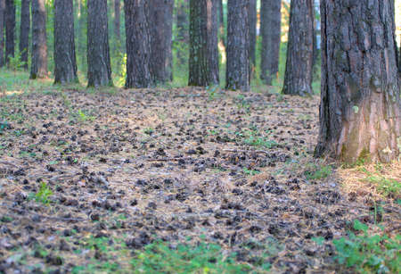Pine forest in the town park, a lot of pine cones on the carpet of pine needles.