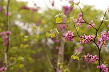 Flowerの写真素材