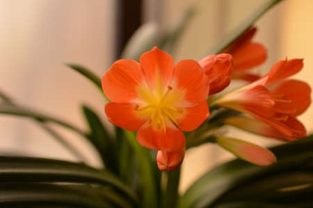 Clivia miniataの写真素材