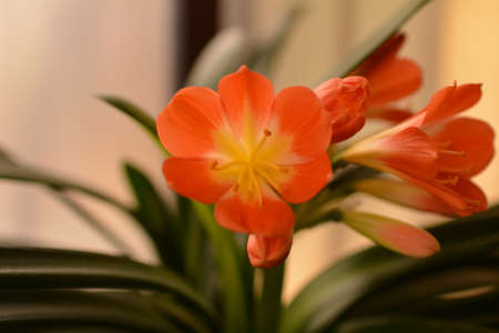 Clivia miniataの写真素材
