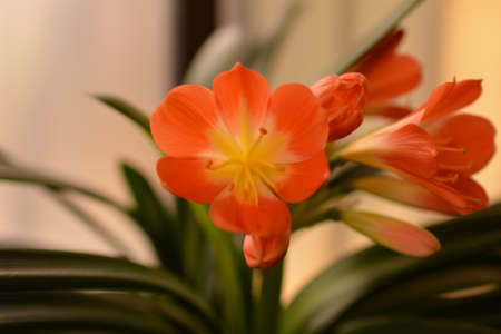 Clivia miniataの写真素材