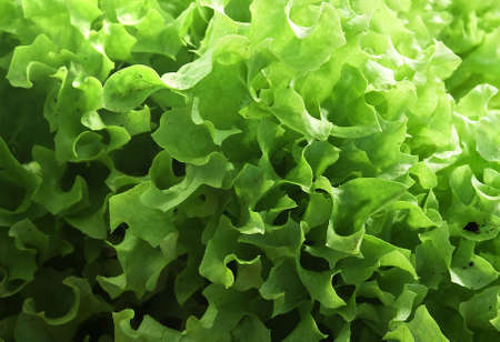 macro shot of green saladの写真素材
