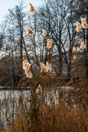 Down river reeds . Late autumn and the first frostの写真素材