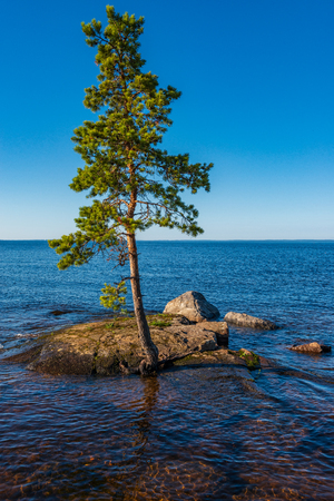 Pines cling to their roots for stones. The wonderful island Valaam is located on Lake Lodozhskoye, Karelia. Balaam - a step to heavenの写真素材