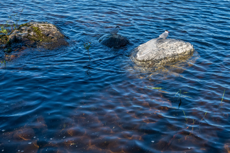 Interesting bird species live on Valaam Island. The wonderful island Valaam is located on Lake Lodozhskoye, Karelia. Balaam - a step to heavenの写真素材